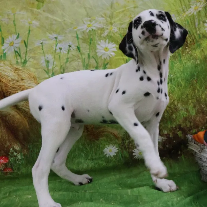 Male Dalmatian puppy named Pongo for sale at Petland Monroeville.
