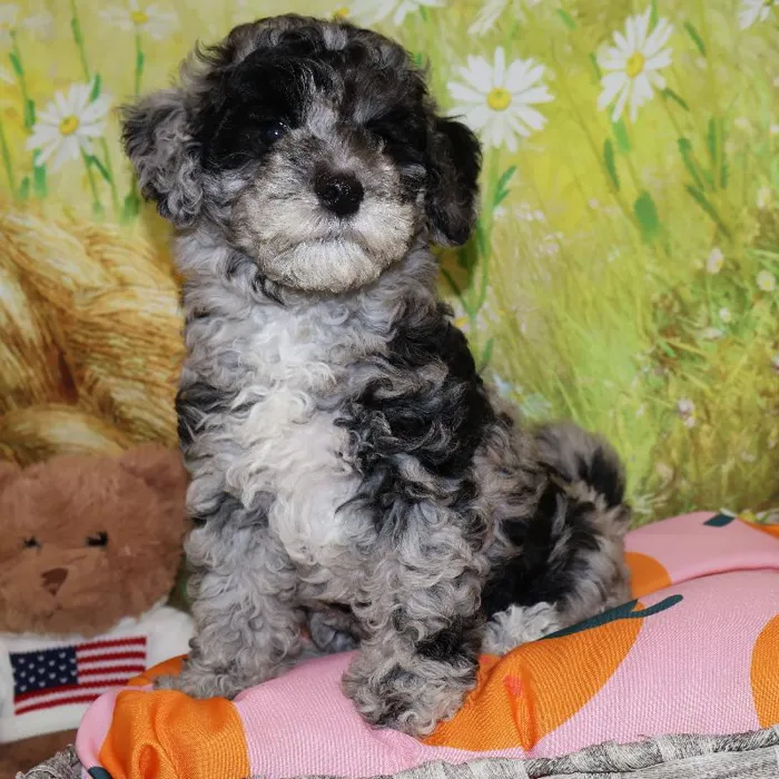 Female Mini Bernadoodle puppy named Minnie for sale at Petland Monroeville.