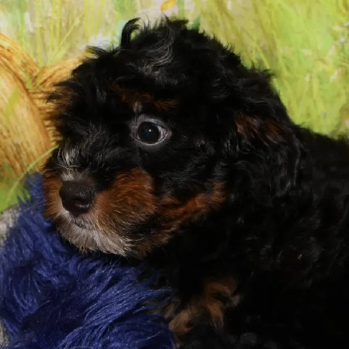 Male Mini Bernedoodle puppy named Jackson for sale at Petland Monroeville.
