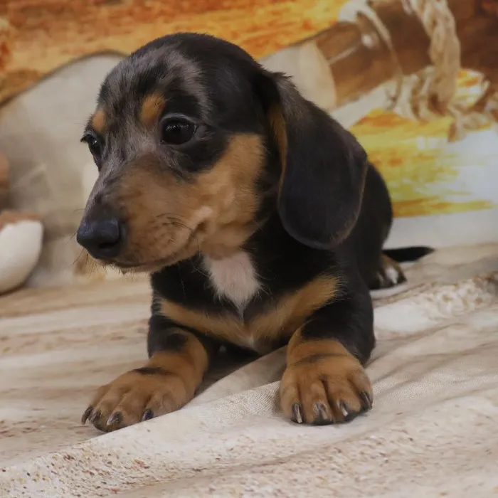 Male Dachshund Puppy for Sale in Monroeville, PA