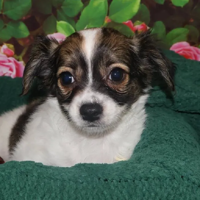 Male Chihuahua Puppy for Sale in Monroeville, PA