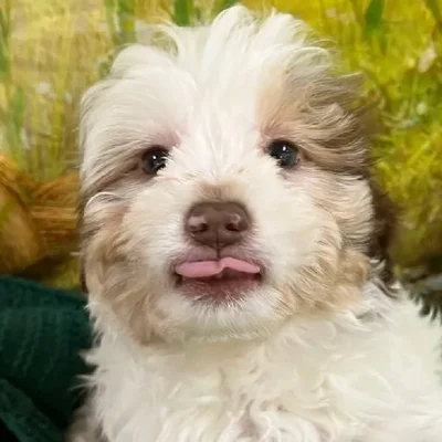 Female Mini Aussiedoodle Puppy for Sale in Monroeville, PA