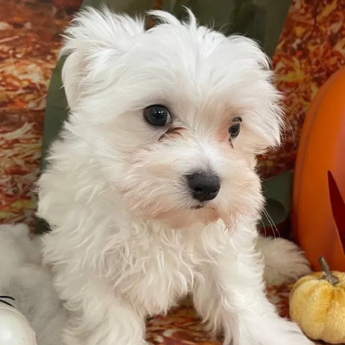 Male Maltese Puppy for Sale in Monroeville, PA