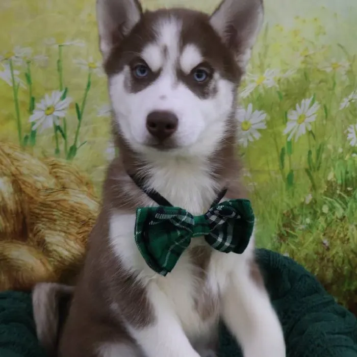 Male Siberian Husky Puppy for Sale in Monroeville, PA