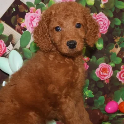 Male Miniature Goldendoodle Puppy for Sale in Monroeville, PA