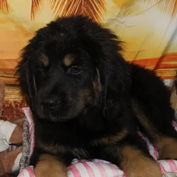 Male Tibetan Mastiff Puppy for Sale in Monroeville, PA