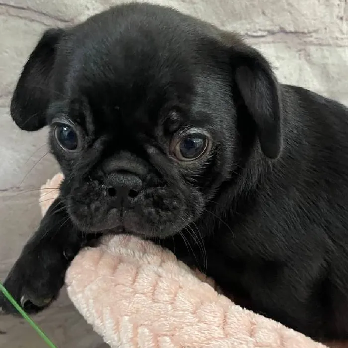 Female Pug Puppy for Sale in Monroeville, PA