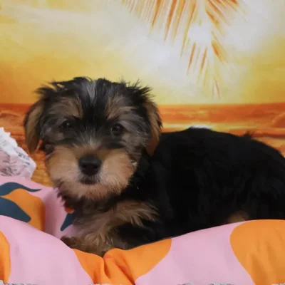 Male Yorkie Puppy for Sale in Monroeville, PA