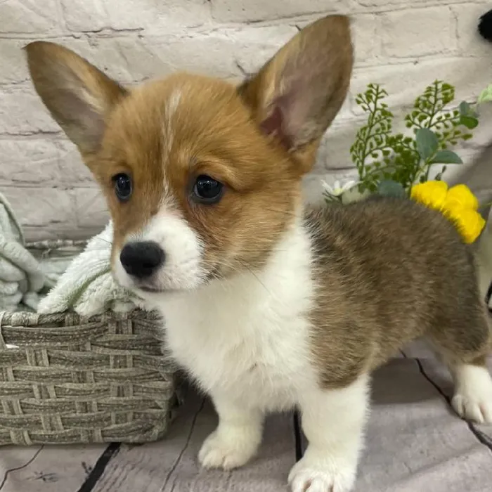 Female Pembroke Welsh Corgi Puppy for Sale in Monroeville, PA