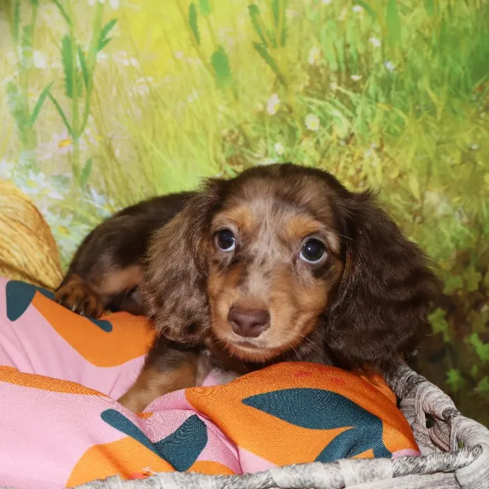 Male Dachshund puppy named Enzo for sale at Petland Monroeville.