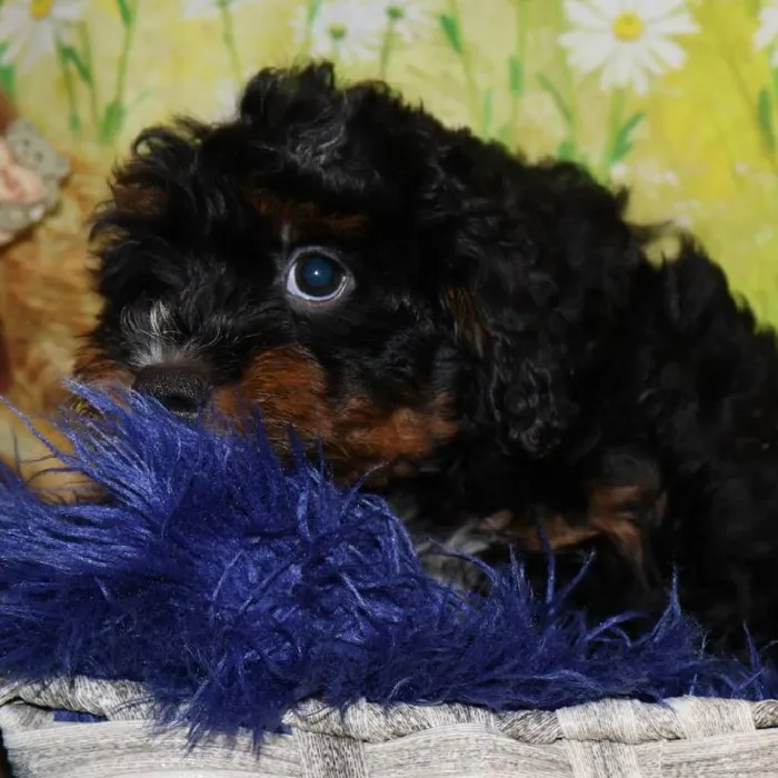 Male Mini Bernedoodle puppy named Jackson for sale at Petland Monroeville.