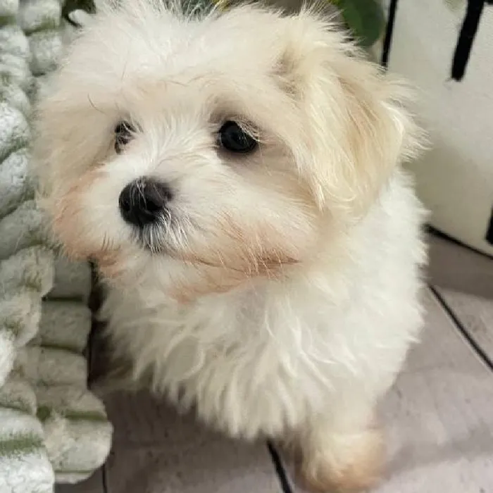 Female Maltese Puppy for Sale in Monroeville, PA