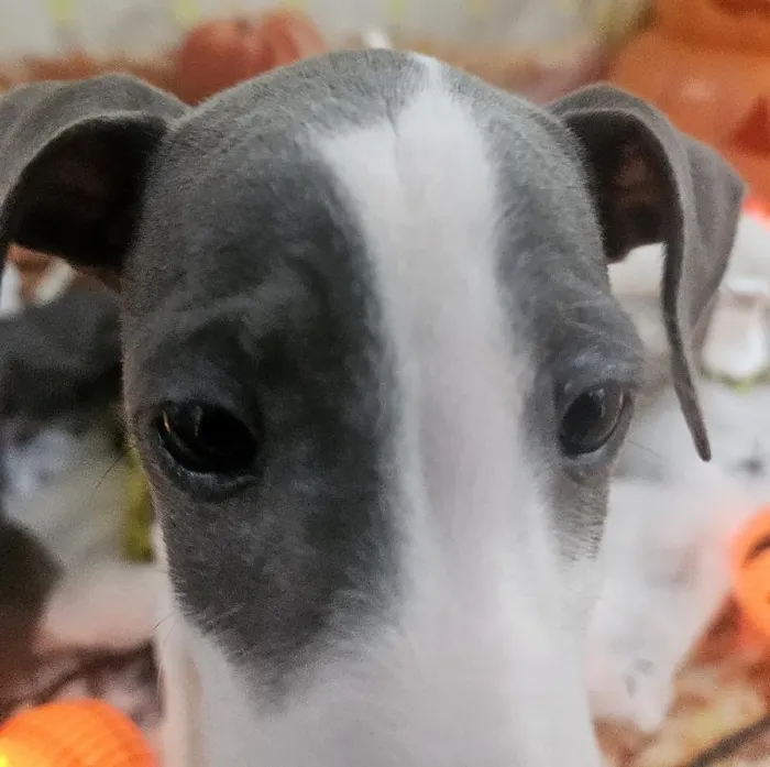 Male Italian Greyhound Puppy for Sale in Monroeville, PA