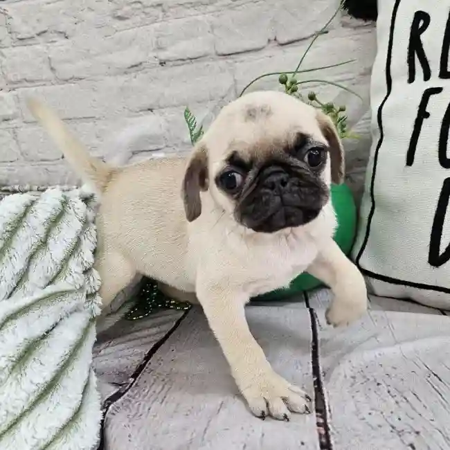 Female Pug Puppy for Sale in Monroeville, PA