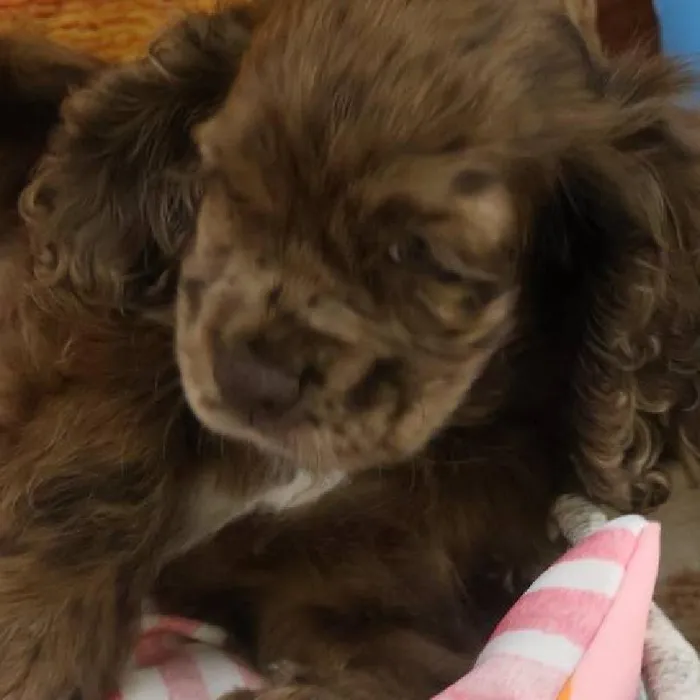 Female Cocker Spaniel Puppy for Sale in Monroeville, PA