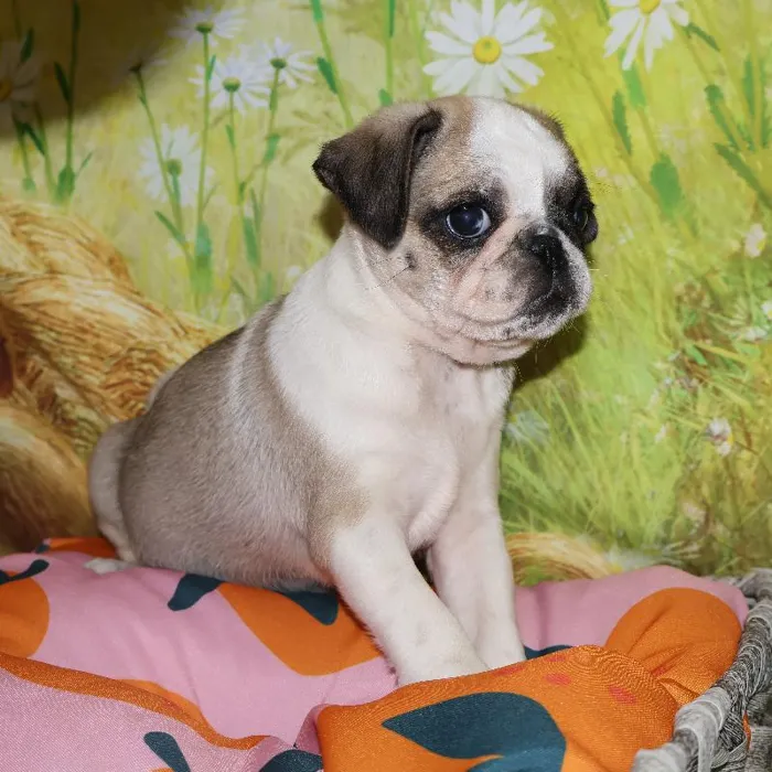 Female Pug puppy named Rosita for sale at Petland Monroeville.
