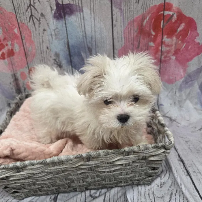 Female Maltese Puppy for Sale in Monroeville, PA