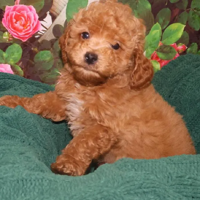 Male Mini Poodle Puppy for Sale in Monroeville, PA