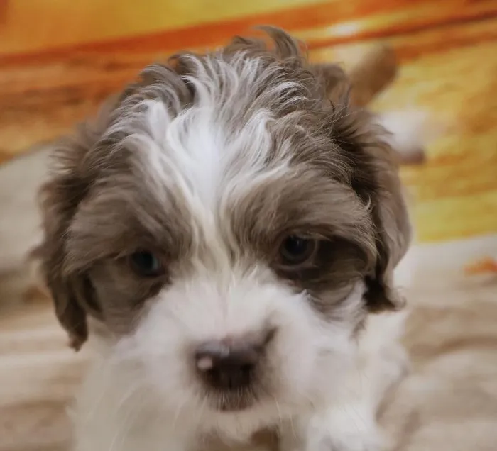 Male Shipoo Puppy for Sale in Monroeville, PA