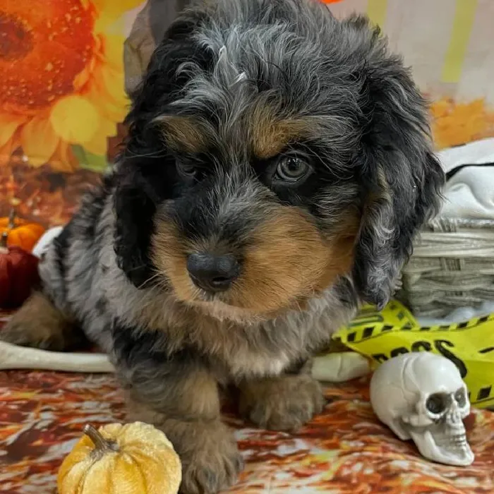 Male Mini Bernedoodle Puppy for Sale in Monroeville, PA