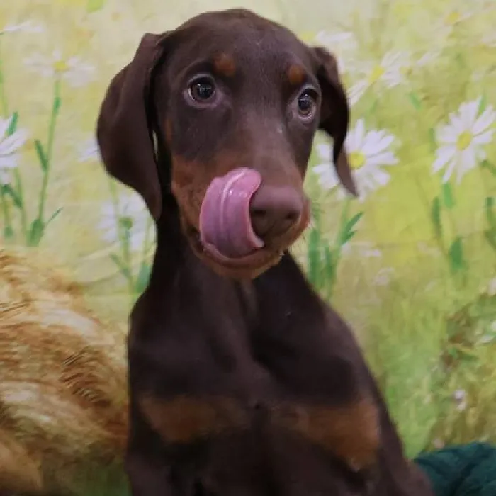 Female Doberman Pinscher Puppy for Sale in Monroeville, PA