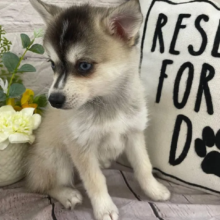 Female Alaskan Klee Kai Puppy for Sale in Monroeville, PA