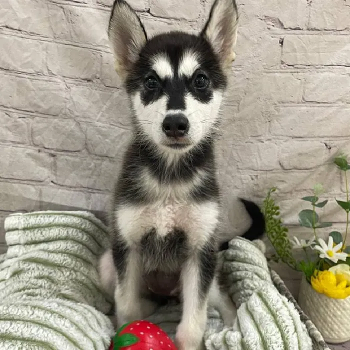 Female Alaskan Malamute Puppy for Sale in Monroeville, PA