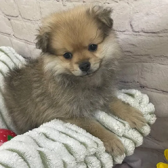 Male Pomeranian Puppy for Sale in Monroeville, PA