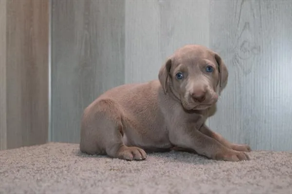 Male Weimaraner puppy named Ghost for sale at Petland Monroeville.