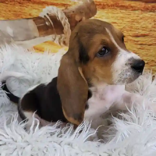 Male Basset Hound Puppy for Sale in Monroeville, PA