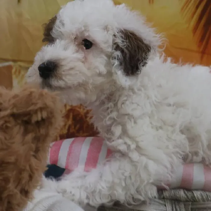 Male Toy Poodle Puppy for Sale in Monroeville, PA