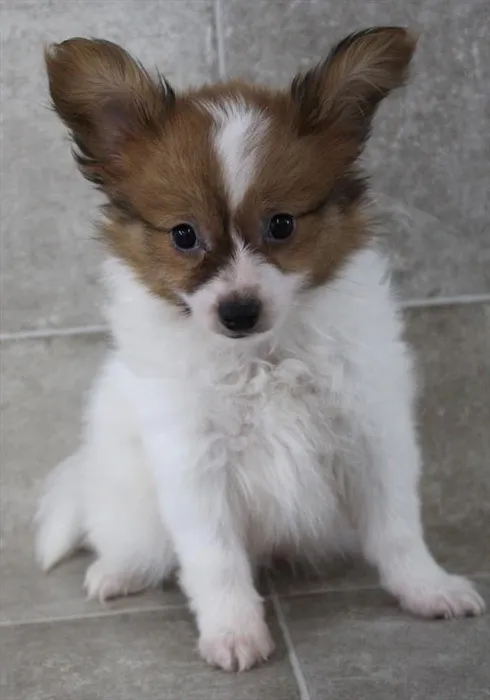 Male Papillon puppy named Toby for sale at Petland Monroeville.