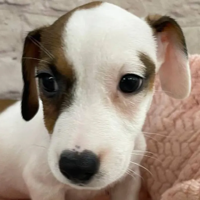 Female Jack Russell Terrier Puppy for Sale in Monroeville, PA