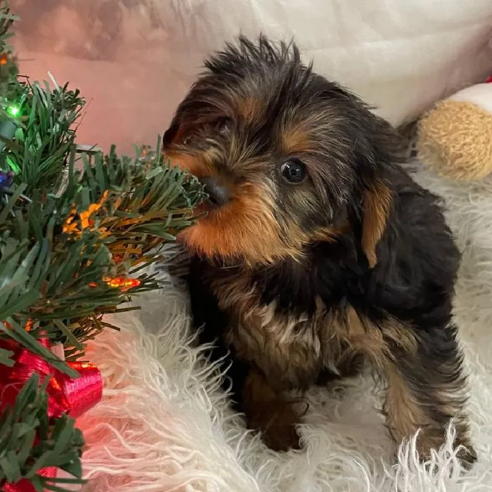 Female Yorkie Puppy for Sale in Monroeville, PA