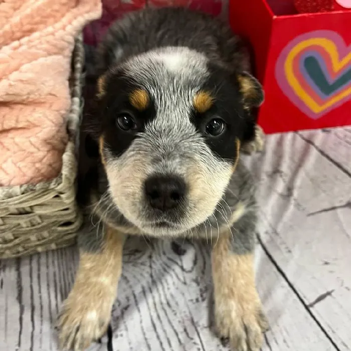 Female Australian Cattle Dog Puppy for Sale in Monroeville, PA