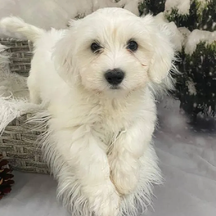 Male Coton De Tulear Puppy for Sale in Monroeville, PA