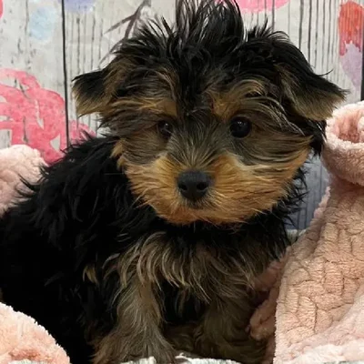 Male Yorkie Puppy for Sale in Monroeville, PA