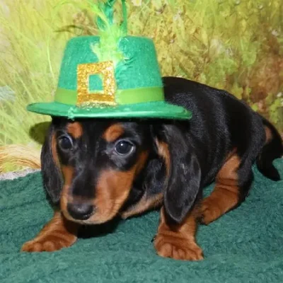 Male Dachshund Puppy for Sale in Monroeville, PA