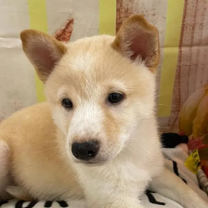 Male Shiba Inu Puppy for Sale in Monroeville, PA