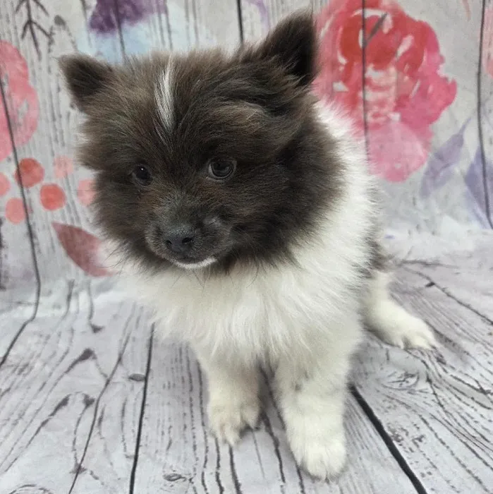 Male Pomeranian Puppy for Sale in Monroeville, PA