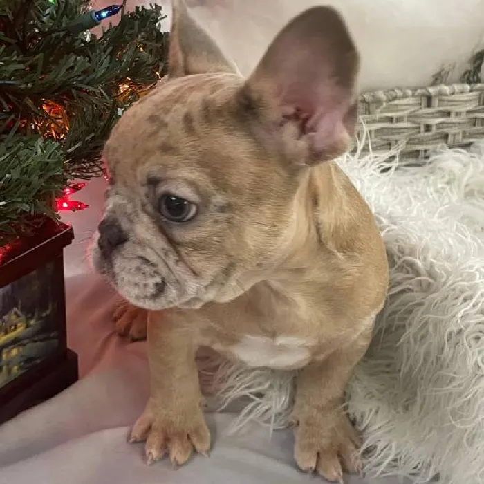 Male French Bulldog Puppy for Sale in Monroeville, PA