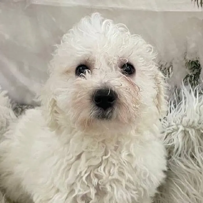 Female Bichon Puppy for Sale in Monroeville, PA