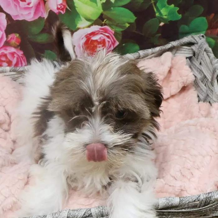 Female Havanese Puppy for Sale in Monroeville, PA