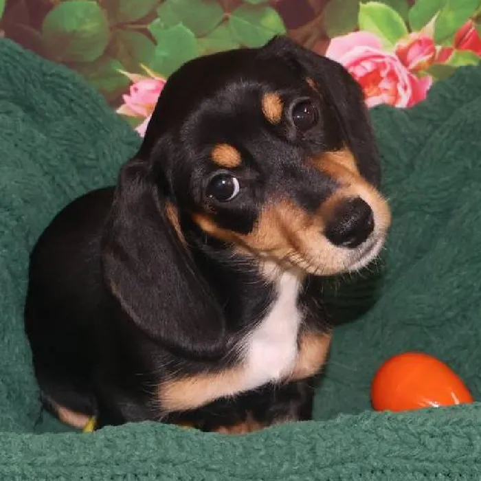Female Dachshund Puppy for Sale in Monroeville, PA