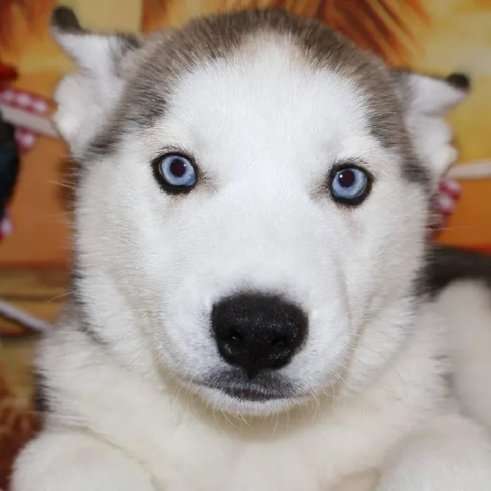 Male Siberian Husky puppy named Thor for sale at Petland Monroeville.