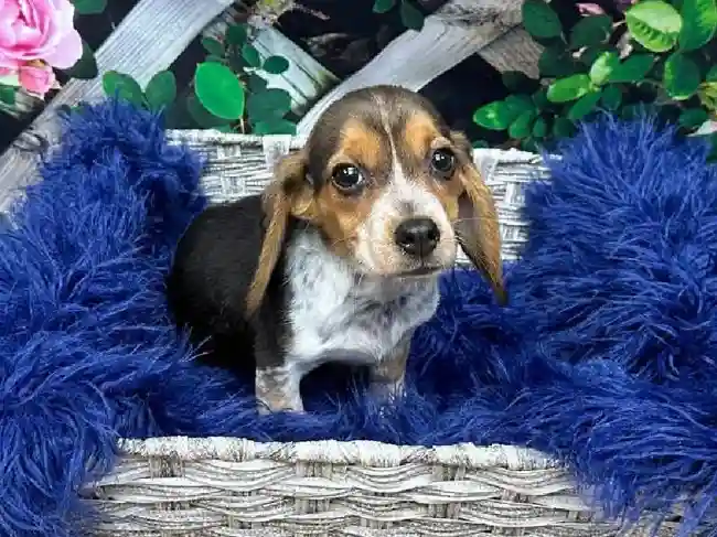 Female Beagle Puppy for Sale in Pittsburgh, PA