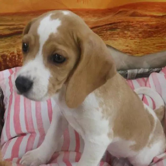 Female Beagle Puppy for Sale in Monroeville, PA