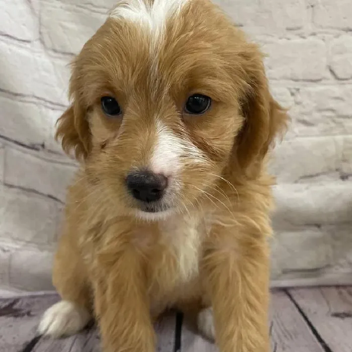 Female Mini Goldendoodle 2nd Gen. Puppy for Sale in Monroeville, PA