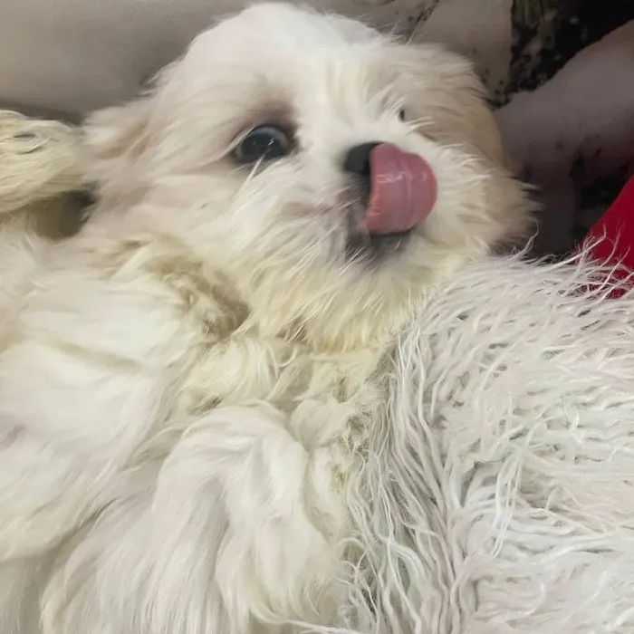 Male Shih Tzu Puppy for Sale in Monroeville, PA