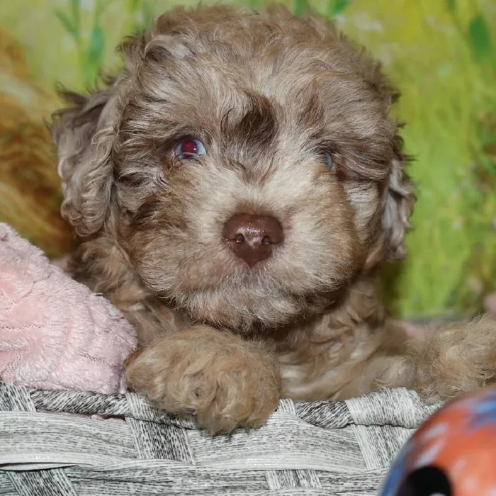 Female Mini Aussiedoodle puppy named Pearl for sale at Petland Monroeville.